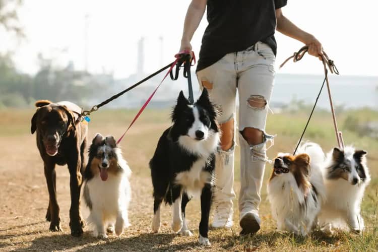 Corte y estilismo canino en Valencia