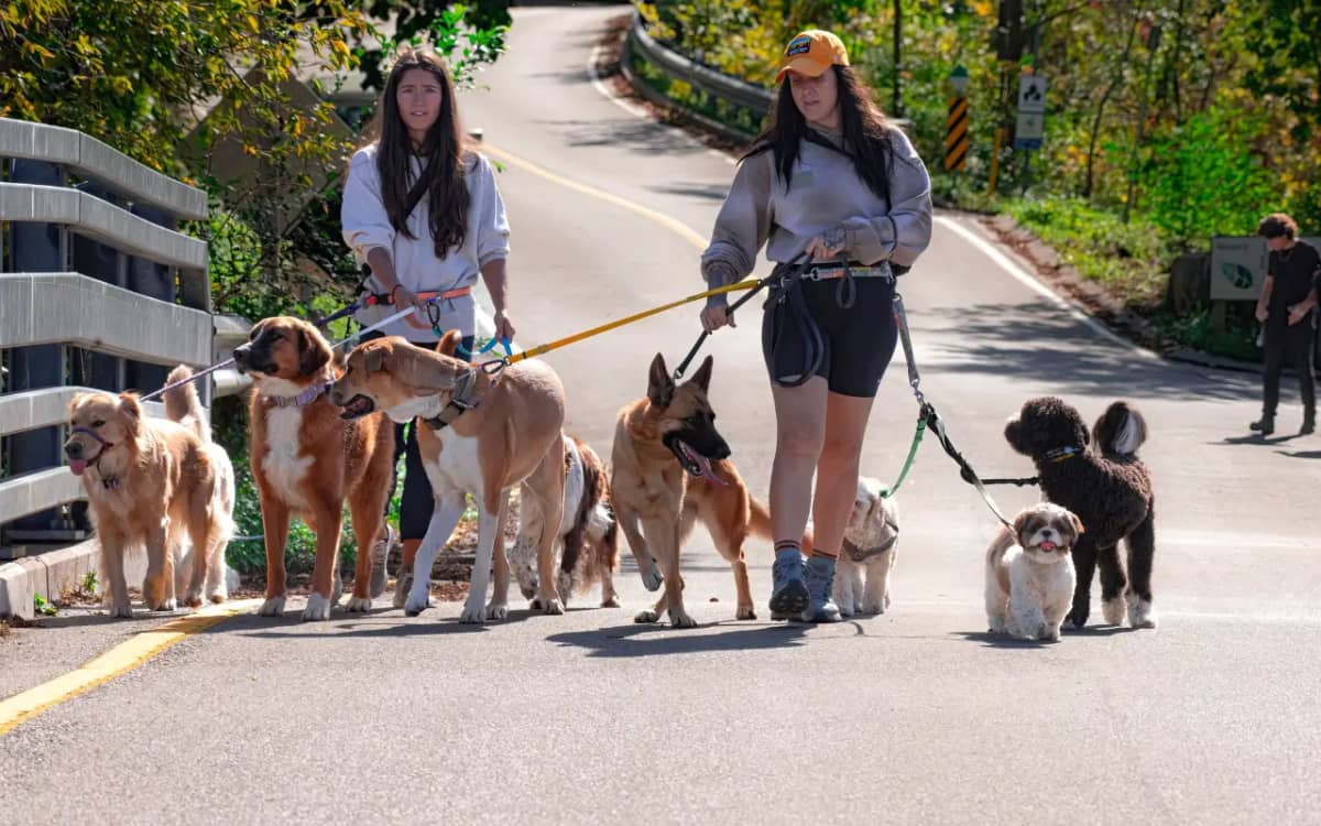 Spa y peluquería canina en Valencia
